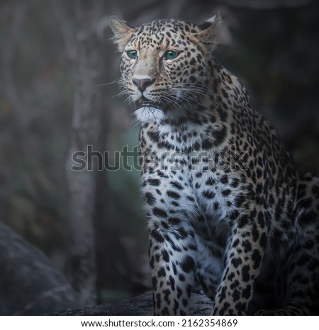 A beautiful and attractive picture of a leopard with its beautiful colors and spots on its skin, it is wonderful and distinctive