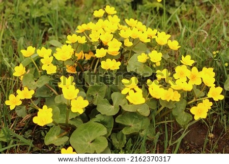 Marsh buttercup, Caltha palustris, an herb of the buttercup family (Ranunculaceae), grows in waterlogged habitats from the lowlands to the mountains Royalty-Free Stock Photo #2162370317