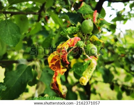 Rosy apple aphid (Dysaphis Plantaginea). Agricultural pest. Infected apple tree. Plant disease, Detail of affected leaf in spring.