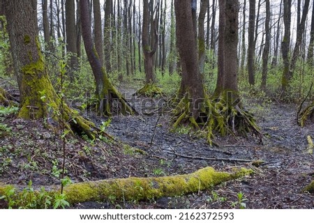 forest landscape, in the photo is an old forest, the roots of trees covered with moss are visible.