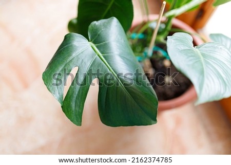 Green tropical leaves Monstera, palm, fern and ornamental plants backdrop