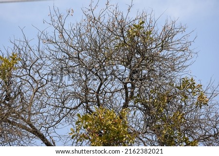 Growth of Mistletoe (Loranthus) to other host trees in pakistan