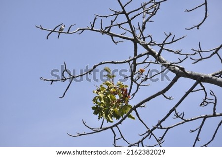 Growth of Mistletoe (Loranthus) to other host trees in pakistan