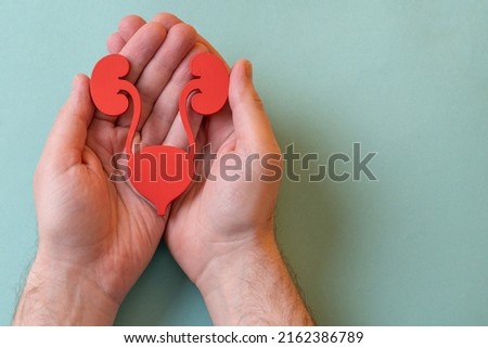 The urinary system in man palm hand on blue background Royalty-Free Stock Photo #2162386789