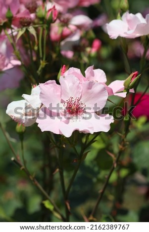 Beautiful classic pale pink coloring rose flower "Dainty Bess" created in ENGLAND 1925, close up macro photography. Royalty-Free Stock Photo #2162389767
