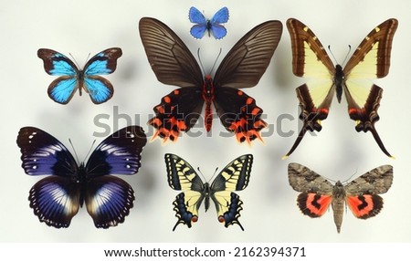 Collection of bright colorful butterflies isolated on white background. Red blue green butterflies on white. Several colorful beautiful butterflies. Lepidoptera. Entomology collection.