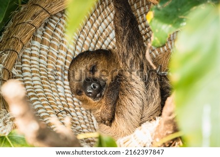 Sleeping sloth on its branch
