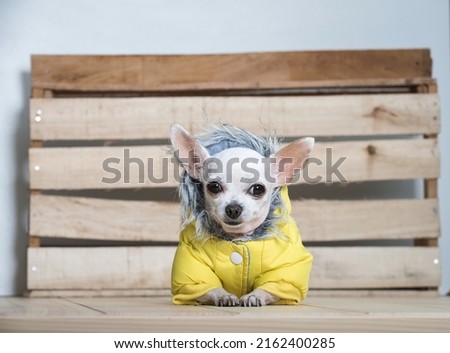 A small purebred funny white chihuahua dog in a yellow warm jumpsuit for walking in winter sits next to the structure wooden wall at the alpine farm house and posing straight to the camera. 