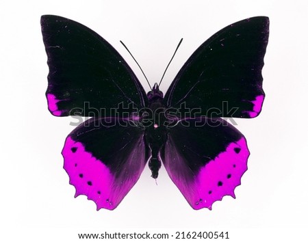 Fantastic butterfly purple lilac violet magenta black color isolated on white. For design, prints, works of art, pictures on covers, postcards, invitations.