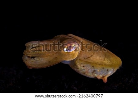 Cuttlefish or cuttles are marine molluscs of the order Sepiida. They belong to the class Cephalopoda, which also includes squid, octopuses, and nautiluses. 