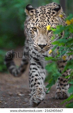 Portrait of Persian leopard walking towards