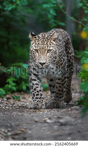 Portrait of Persian leopard walking towards