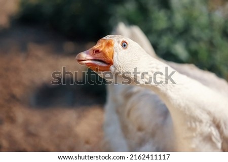 Portrait of Domestic goose, Anser cygnoides domesticus, in profile on bright green blurred background. Domesticated grey goose, greylag goose or white goose portrait Royalty-Free Stock Photo #2162411117