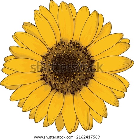 Abstract of sunflower on white background.