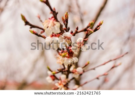 Close up of pink Spring blossom flowers on peach tree in springtime against a blue sky. Sized to fit popular social media and web banner. High quality photo