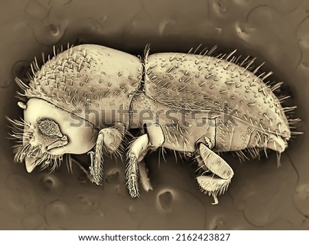 Electronic microscope picture of a bark beetle. Science