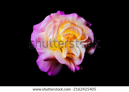 One rose on a black background. purple yellow