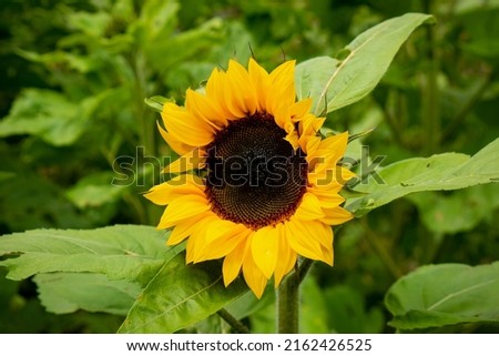 Sunflower in a Garden full of Flowers and Plants on a Cloudy Day