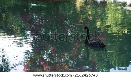 A picturesque view of a rare black swan in nature. close-up of a black swan on a lake in a picturesque park. selective focus, copy space. the concept of non-standard appearance and thinking