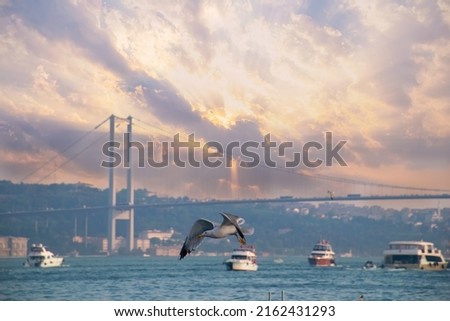 Seagull near Bosphorus Bridge in Istanbul with cloudy sky - Istanbul, Turkey. Bosphorus Bridge, Arnavutköy district and Ortaköy at morning - Seagull flying over the sea - Istanbul - Turkey Royalty-Free Stock Photo #2162431293