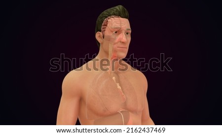 human brain and organs system anatomy of 3d illustration 3d rendering