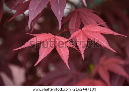 Red leaves of the Maple tree
