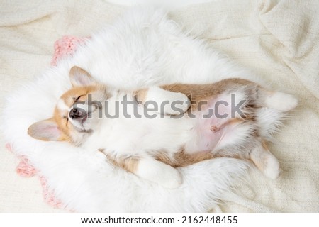 cute Pembroke Welsh Corgi puppy lying on a fur blanket on its back, sleeping Royalty-Free Stock Photo #2162448455