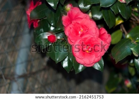 Red rose flowers, with wild green leaves next to metallic go