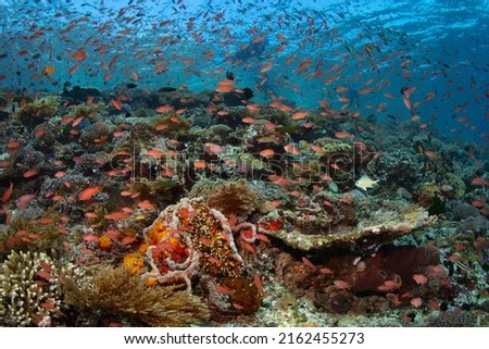 Colorful anthias school along with other species above a spectacular coral reef near Alor, Indonesia. Anthias thrive where there is dependable current to bring them planktonic food.
