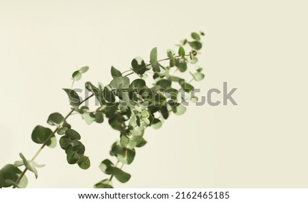 Selective soft focus Green leaves eucalyptus branch with reflection on beige wall. Light and shadow nature copy space horizontal background. 