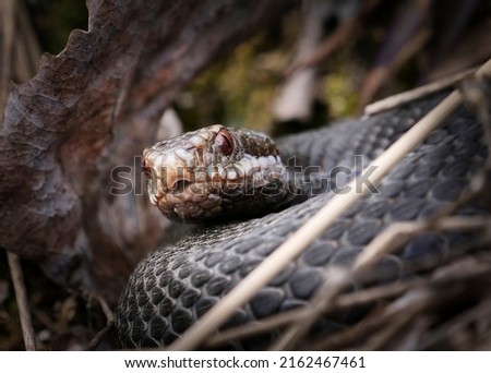 The black Viper (Vipera berus) is alert and ready to strike. Royalty-Free Stock Photo #2162467461