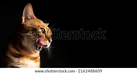 Funny portrait of a Bengal cat licking with its mouth open on a black background in the studio. The pet is washing. A happy and contented well fed green eyes cat.