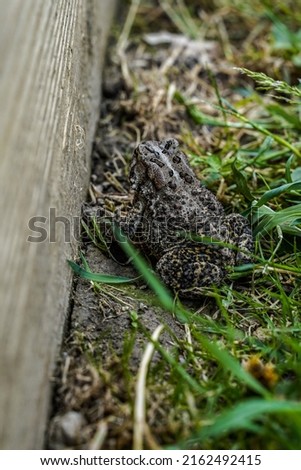 Up close image of a frog, toad on the ground by a raised flower bed. View from behind.