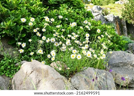 White chamomile flowers grow among the rocks