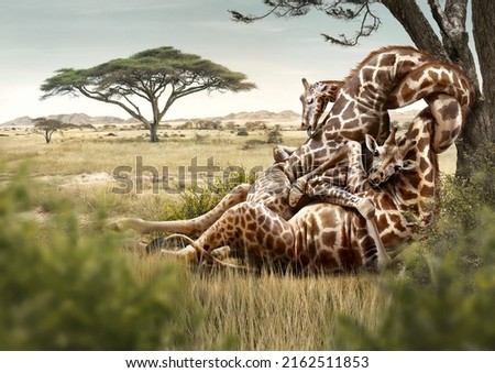 two giraffes sitting and hugging each other