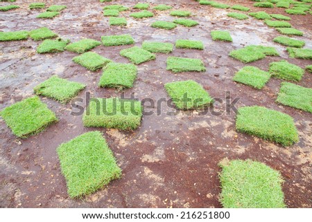 Turf grass sheet on football field