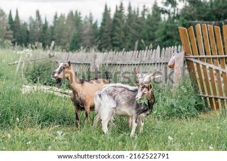 Goats of different colors graze in the backyard of the farm.Summer, rural simple life, positive vibes. Royalty-Free Stock Photo #2162522791