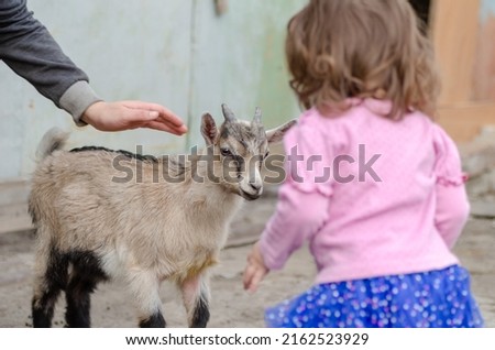 A little girl meets a cute little goat