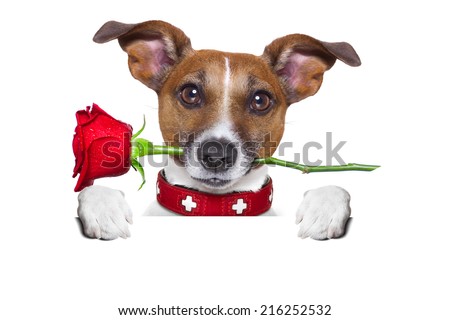 valentines dog with a red rose in mouth , isolated on white background, behind a white and blank banner or placard