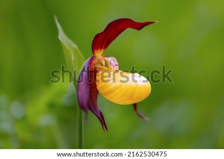 “Lady Slipper“ Wild Orchid (Cypripedium calceolus) is one of the biggest wild growing Flowers in Europe, endangered protected species. Close up macro of wet yellow red flower in natural reserve. 