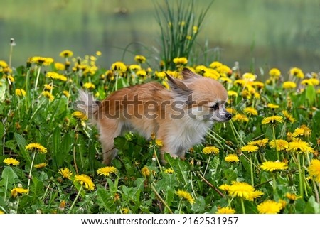A Chihuahua dog in a green meadow with yellow dandelion flowers and in front of a lake