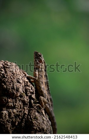 This is a species of lizard that lives in Sir Lanka and is a group of rare reptiles with a very attractive appearance.

