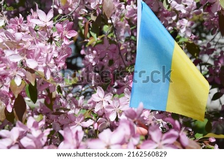 A small national blue-yellow flag of Ukraine flutters in the colors of an apple tree. Independence, flag, Constitution Day, National holiday. War in Ukraine.
