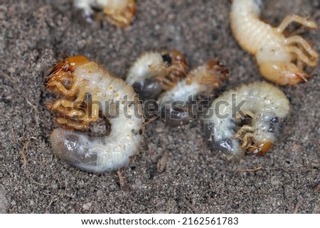 The larvae of the May beetle Common Cockchafer or May Bug (Melolontha melolontha). Grubs are important pest of plants.