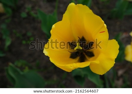 beautiful blooming orange tulip, natural colors