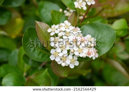 White flowers of Aronia melanocarpa shrub in spring. Black chokeberry blossom and green leaves close up. Photo for the catalog of plants and landscape designers. Royalty-Free Stock Photo #2162566429