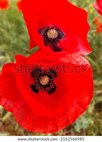 Flowers of a red field poppy after rain on a background of grass close-up.