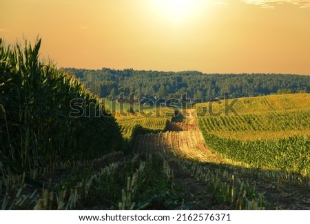 Corn field at farm. Agricultural corn field on sunset. Corn markets react in crisis world’s breadbasket. Maize (corn) import. Global crop prices. Food inflation and hunger. Risk of food shortages. Royalty-Free Stock Photo #2162576371