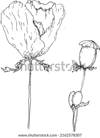  poppies drawing vector isolation background