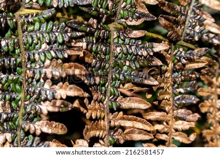 Closeup on nearly dry leaves of hard fern, it is a type of fern in the family Blechnaceae. Teresópolis region, Rio de Janeiro, Brazil